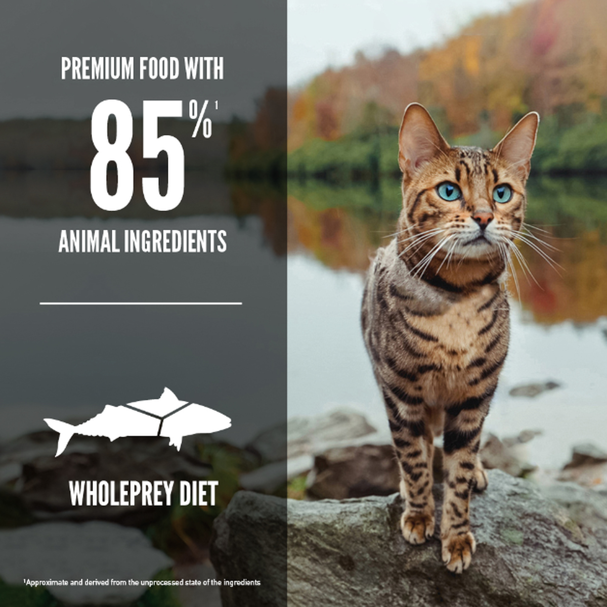 6 fish cat food sale